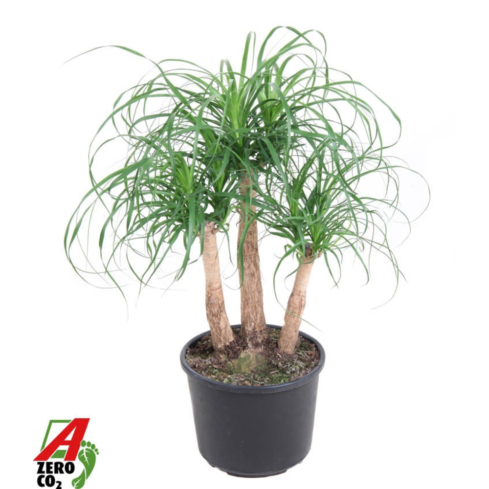 Beaucarnea vertakt P27 - 1,5ft.