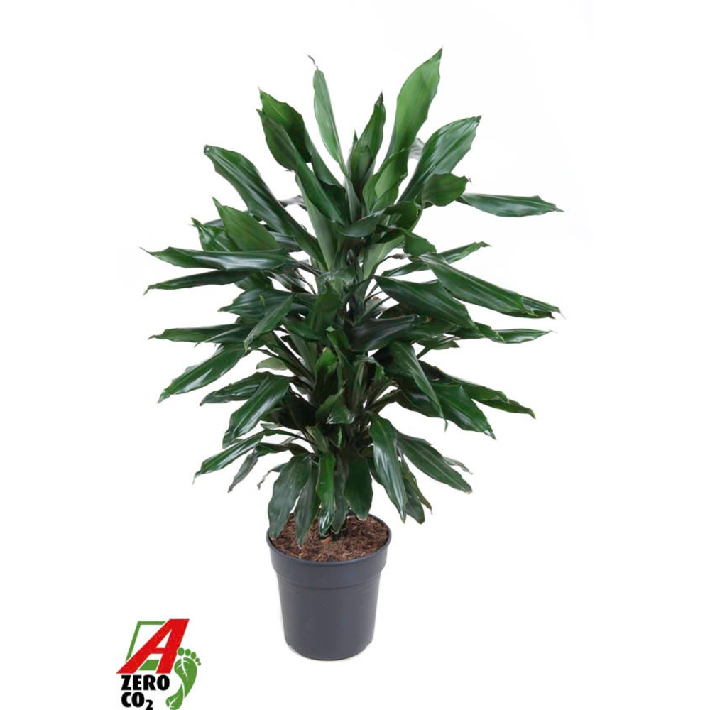 Dracaena Janet Lind vertakt P21.