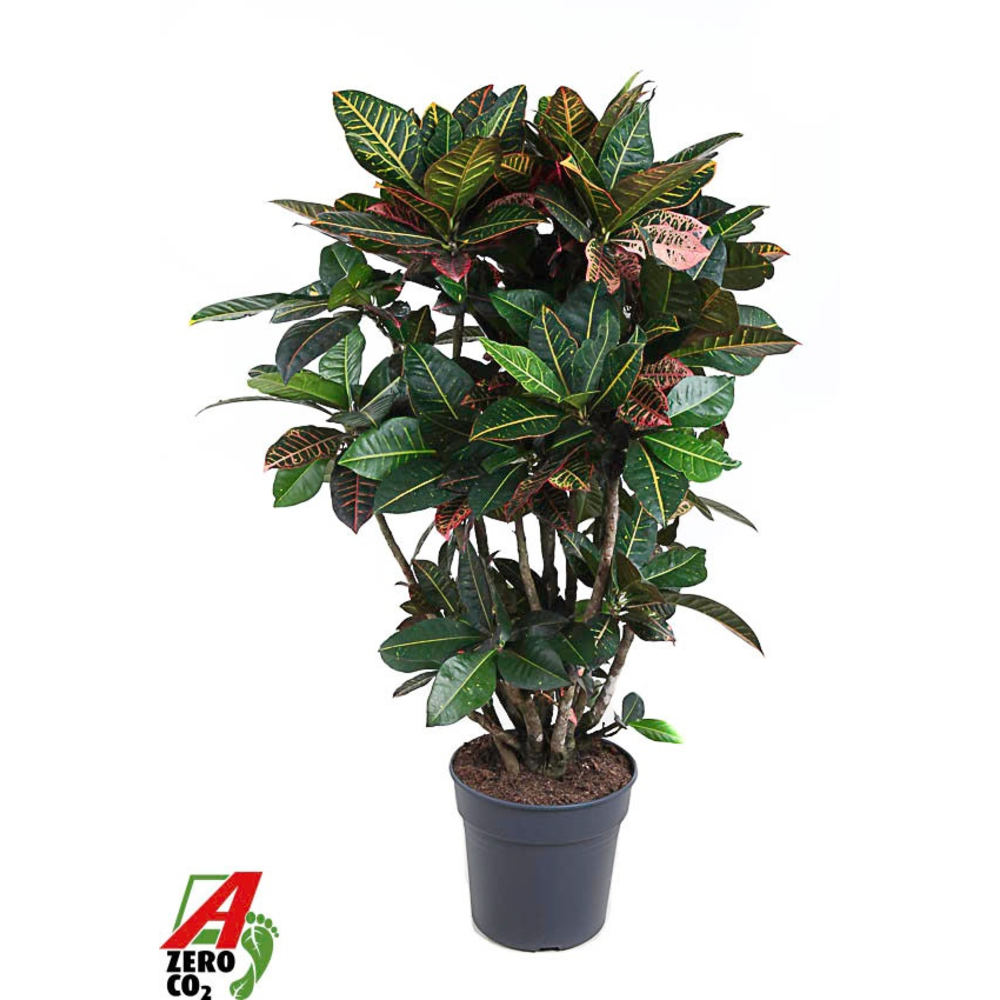 Codiaeum Petra vertakt P31.