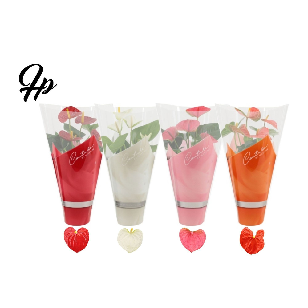 Anthurium 4 color mix in Couture sleeve.
