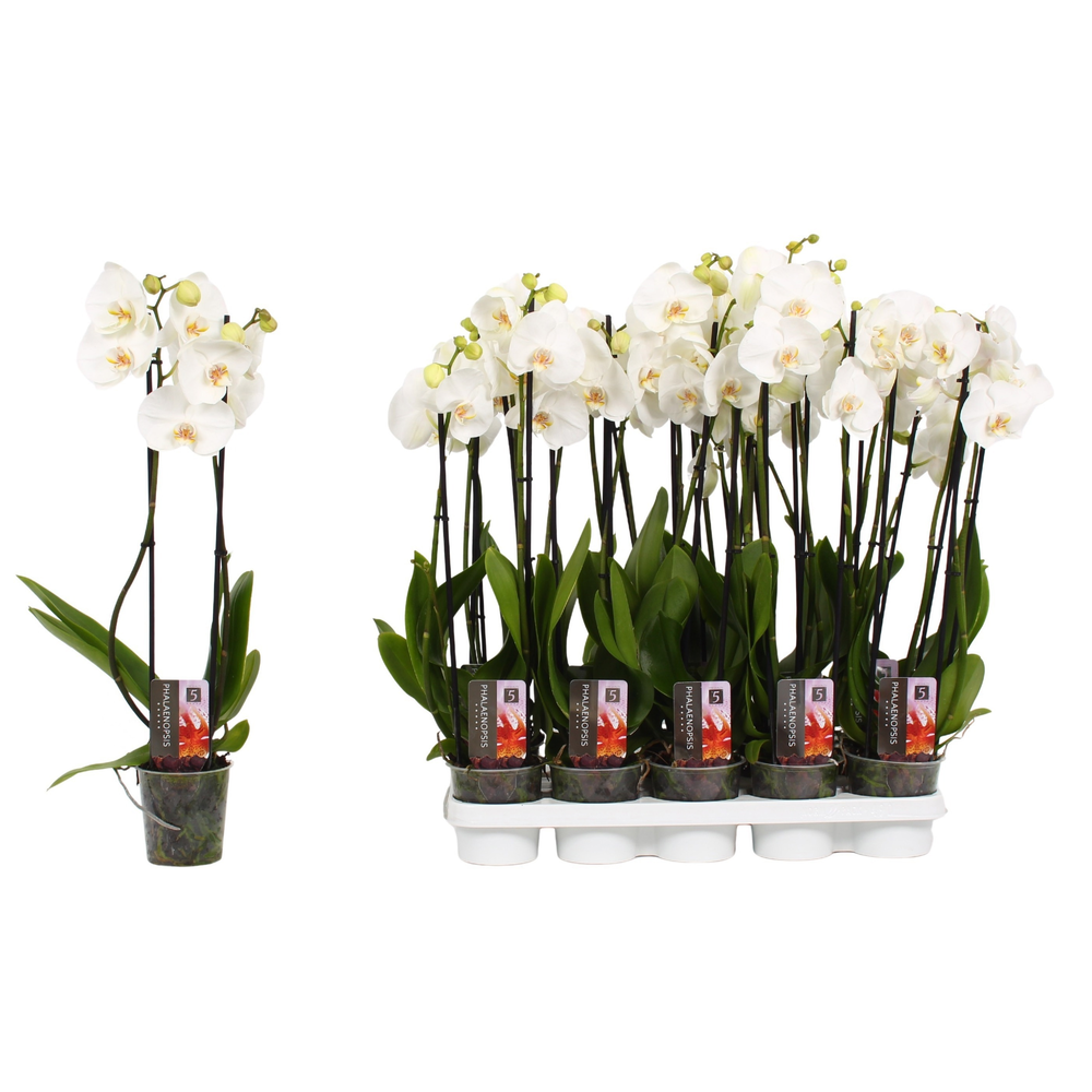 Phalaenopsis Star White, 2-spike 12+.