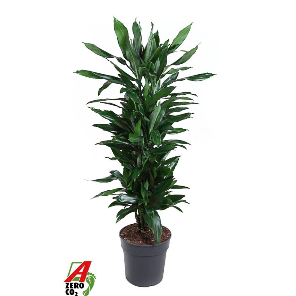 Dracaena Janet Lind vertakt P27.