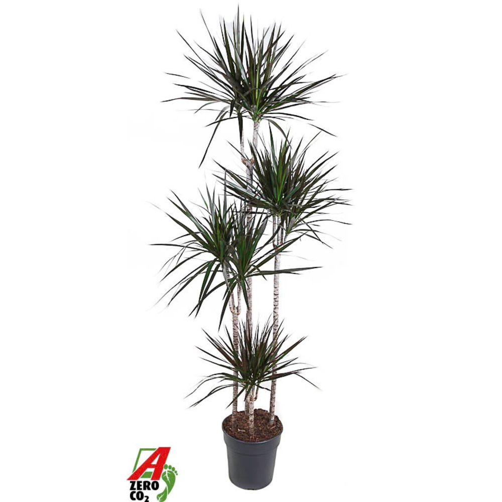 Dracaena Magenta 120-90-60-30.