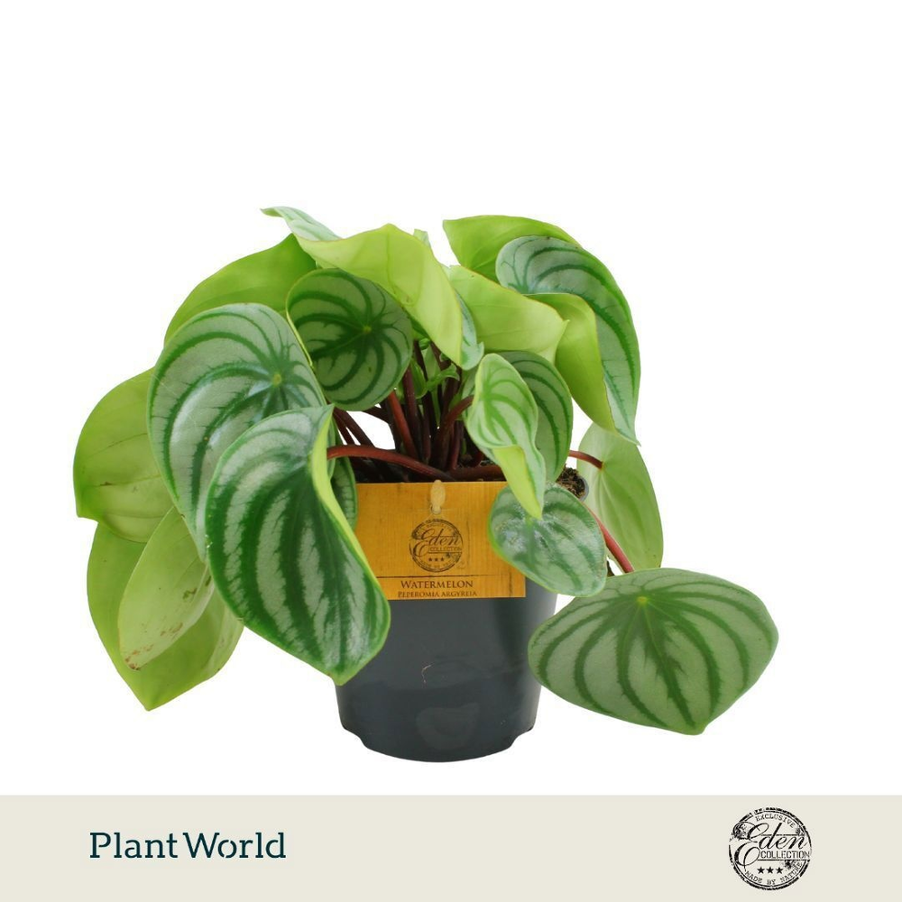 Peperomia Argyreia 12cm.
