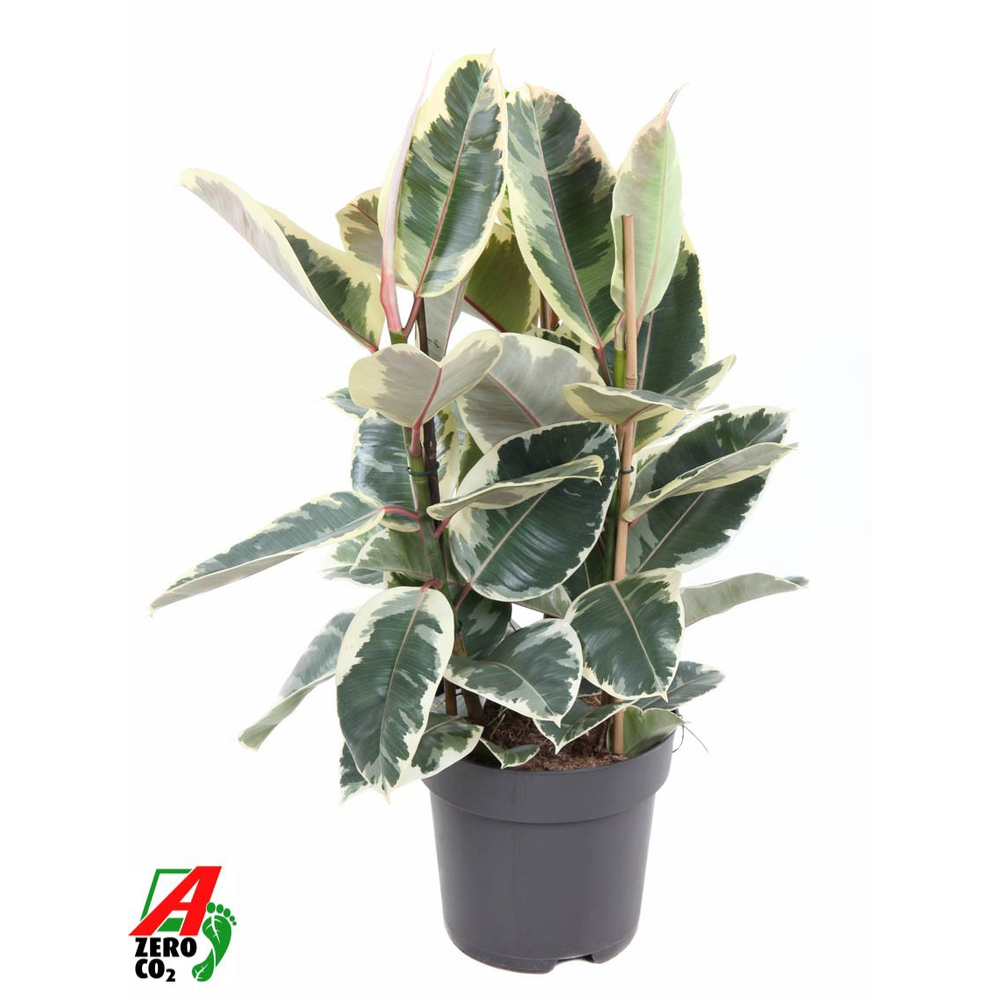 Ficus Elastica Tineke 3PP P27.