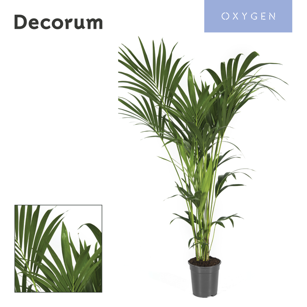 Howea forsteriana 140cm (Kentia).