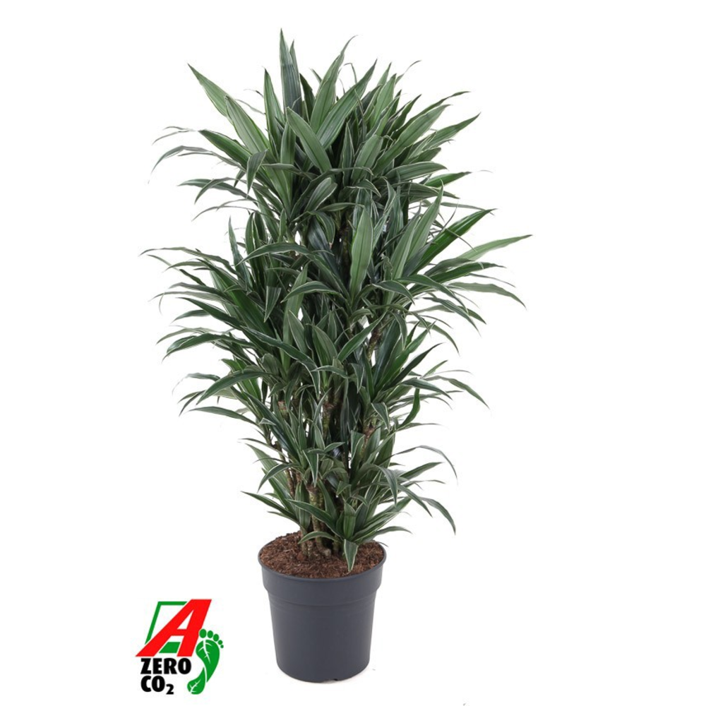 Dracaena Warneckei vertakt P31.