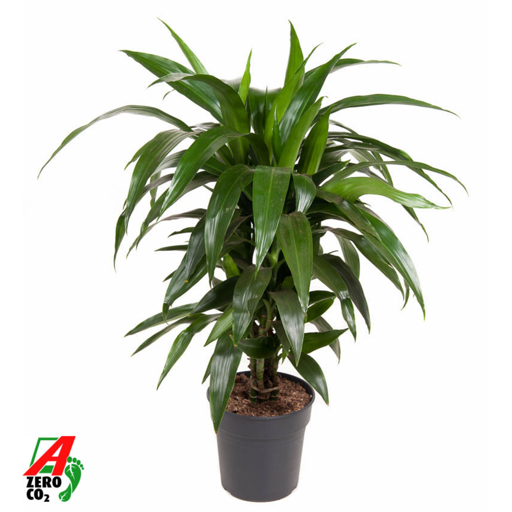 Dracaena Janet Craig vertakt P21.
