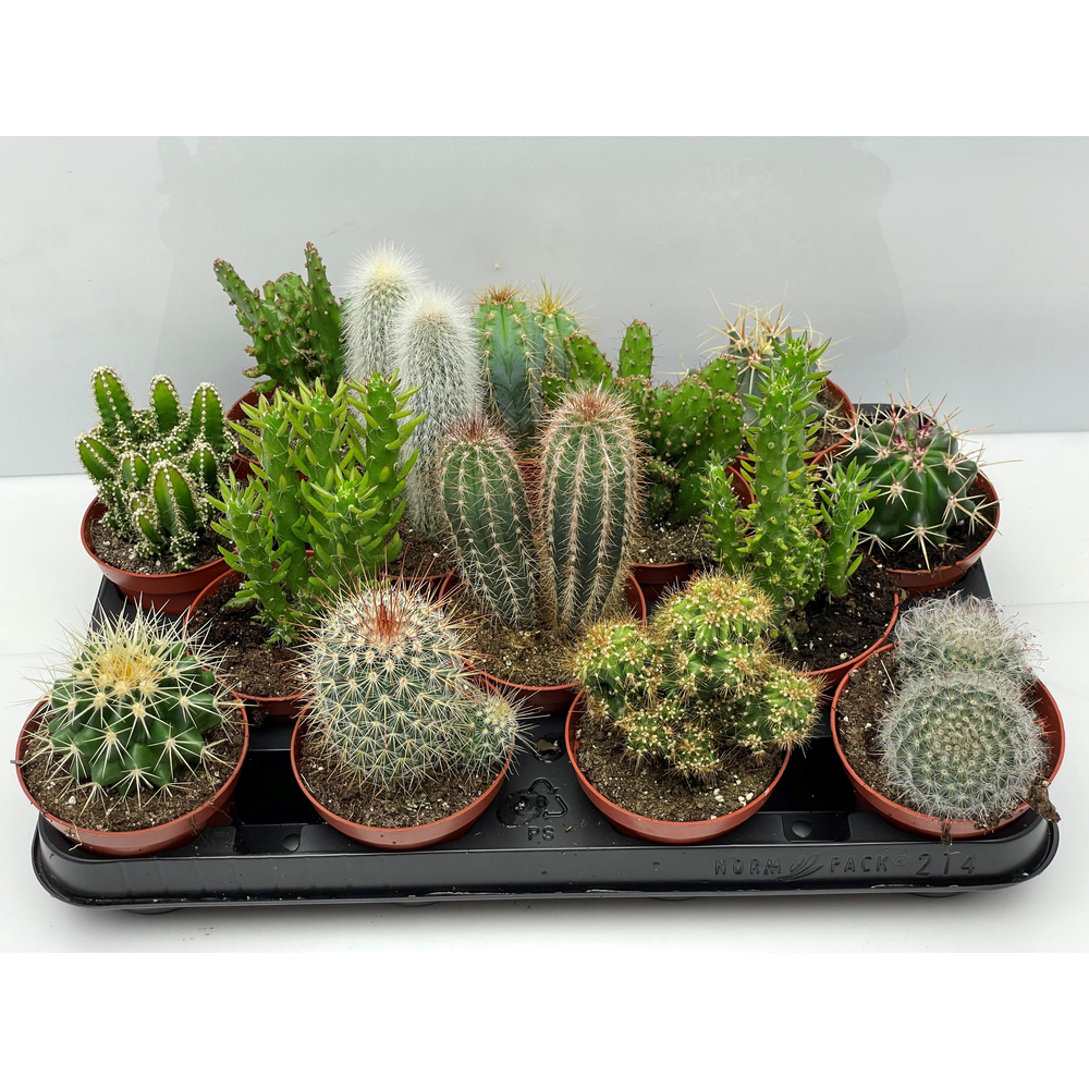 Cactus gemengd 8,5 cm.