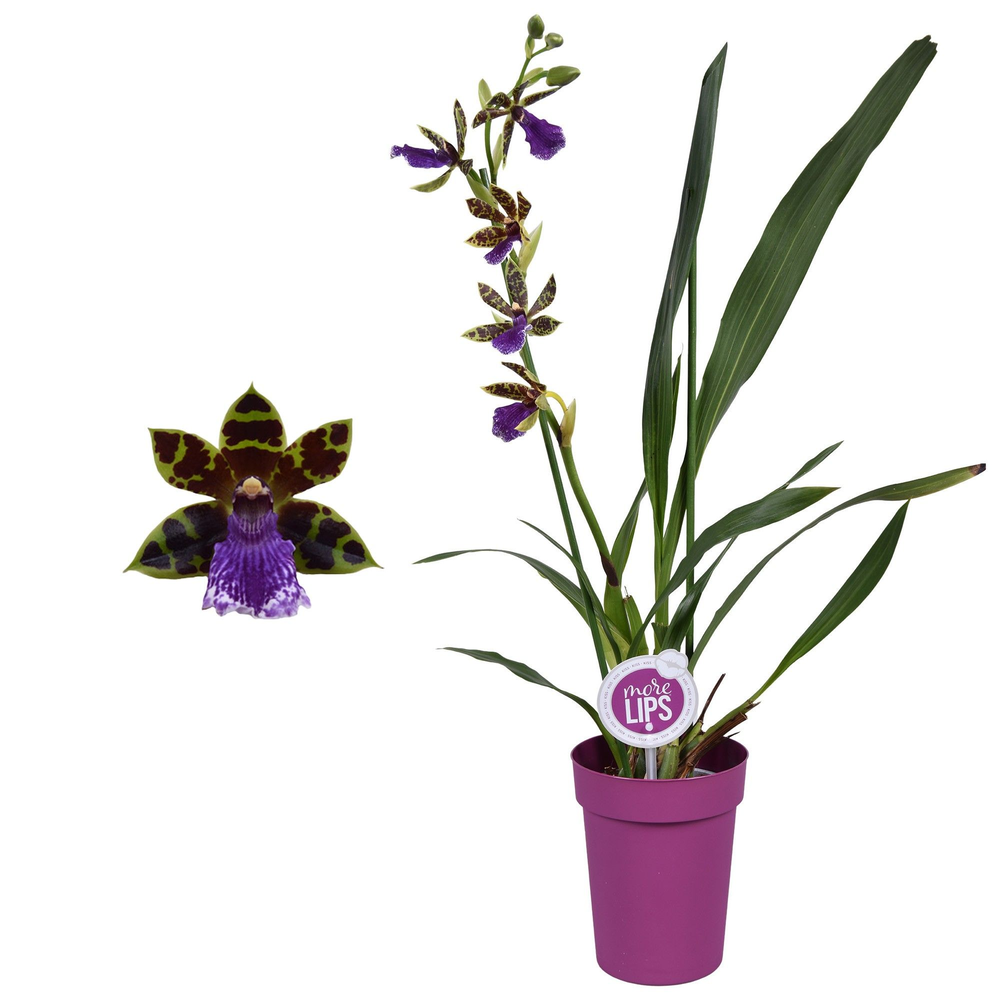 Morelips® Zygopetalum 1 tak 5 knop met paarse pot.