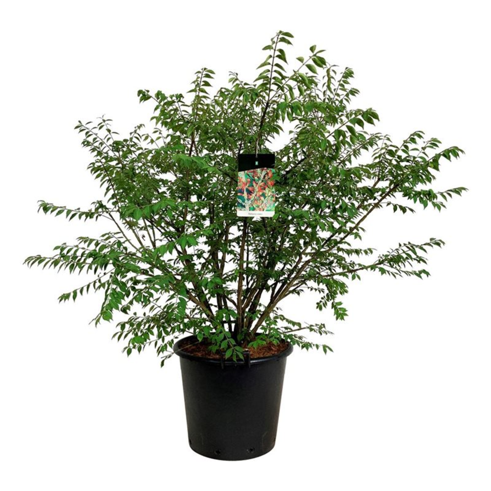 Euonymus alatus.