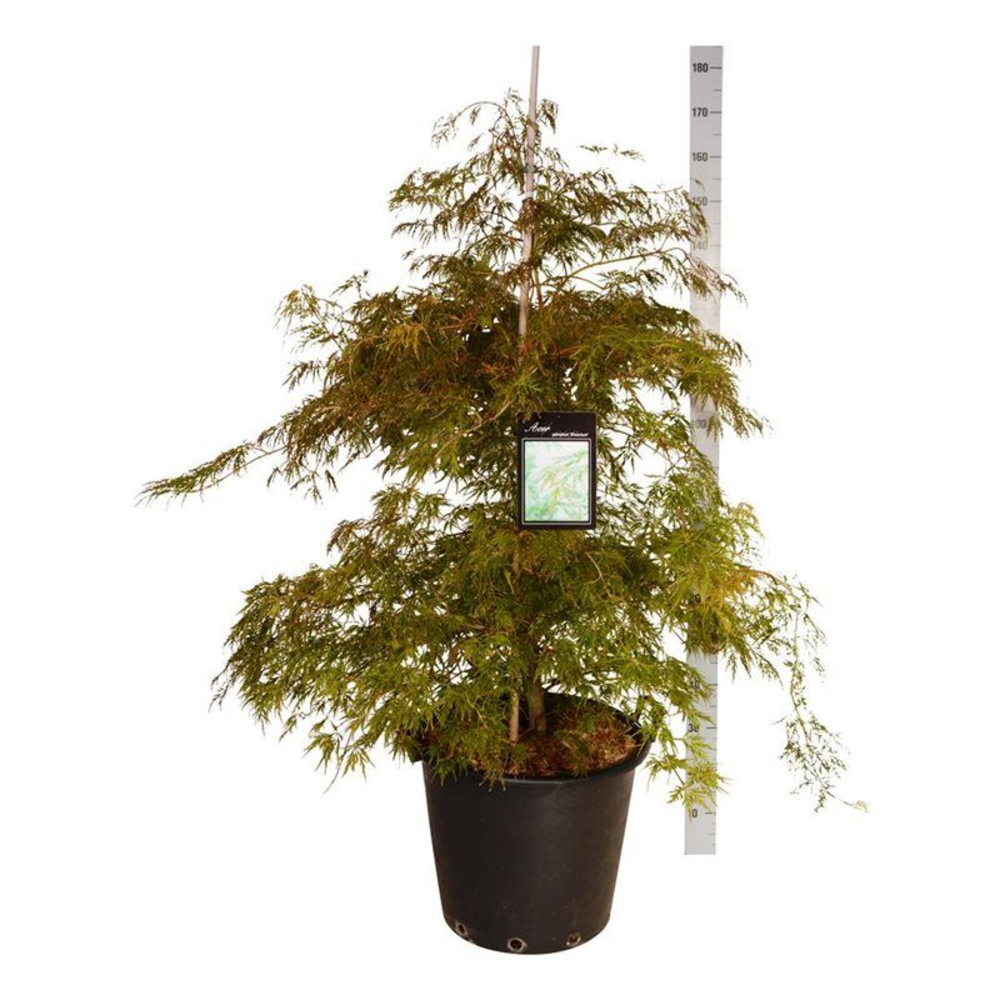 Acer pal. 'Dissectum'.