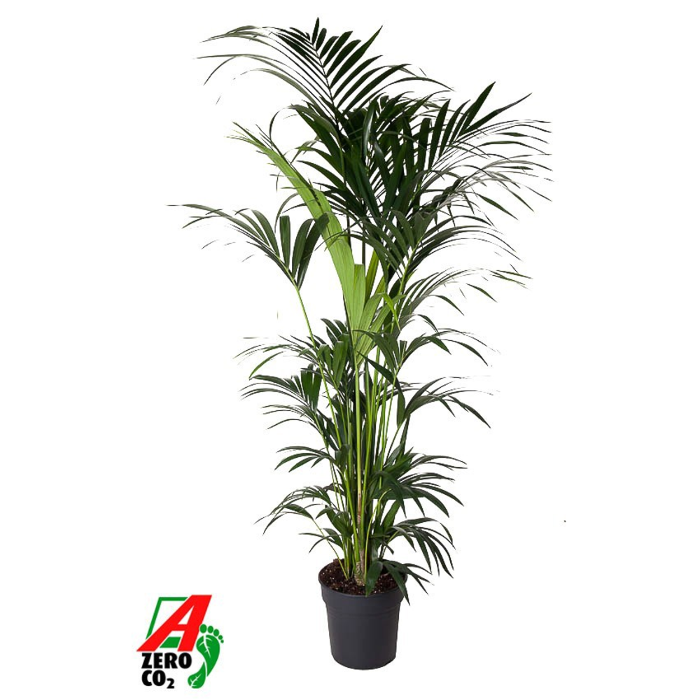 Howea Forsteriana(kentia) P31-220.