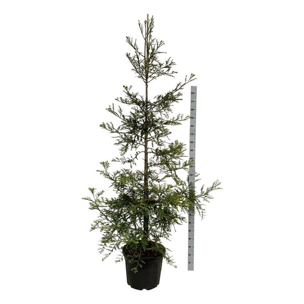 Sequoia s. 'Illa Martin'.