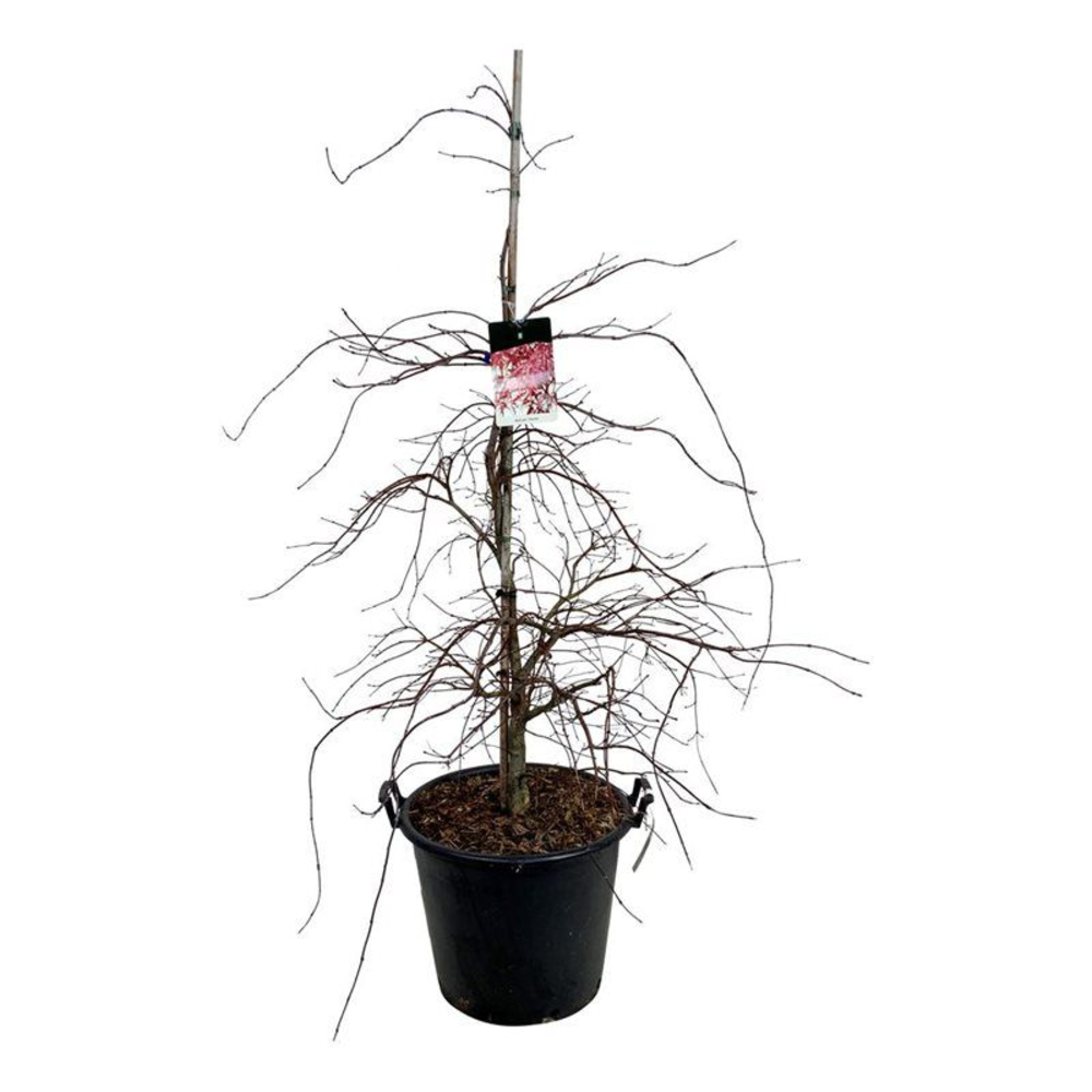 Acer pal. 'Garnet'.