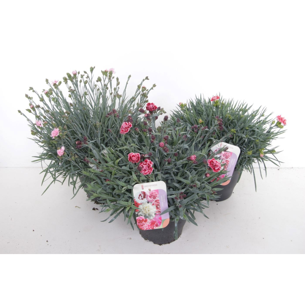 Dianthus Patio Garden Pinks mix.