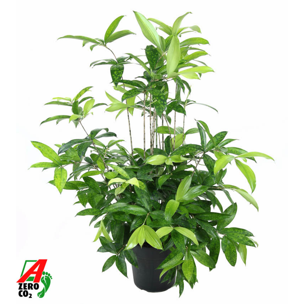 Dracaena Surculosa P24.