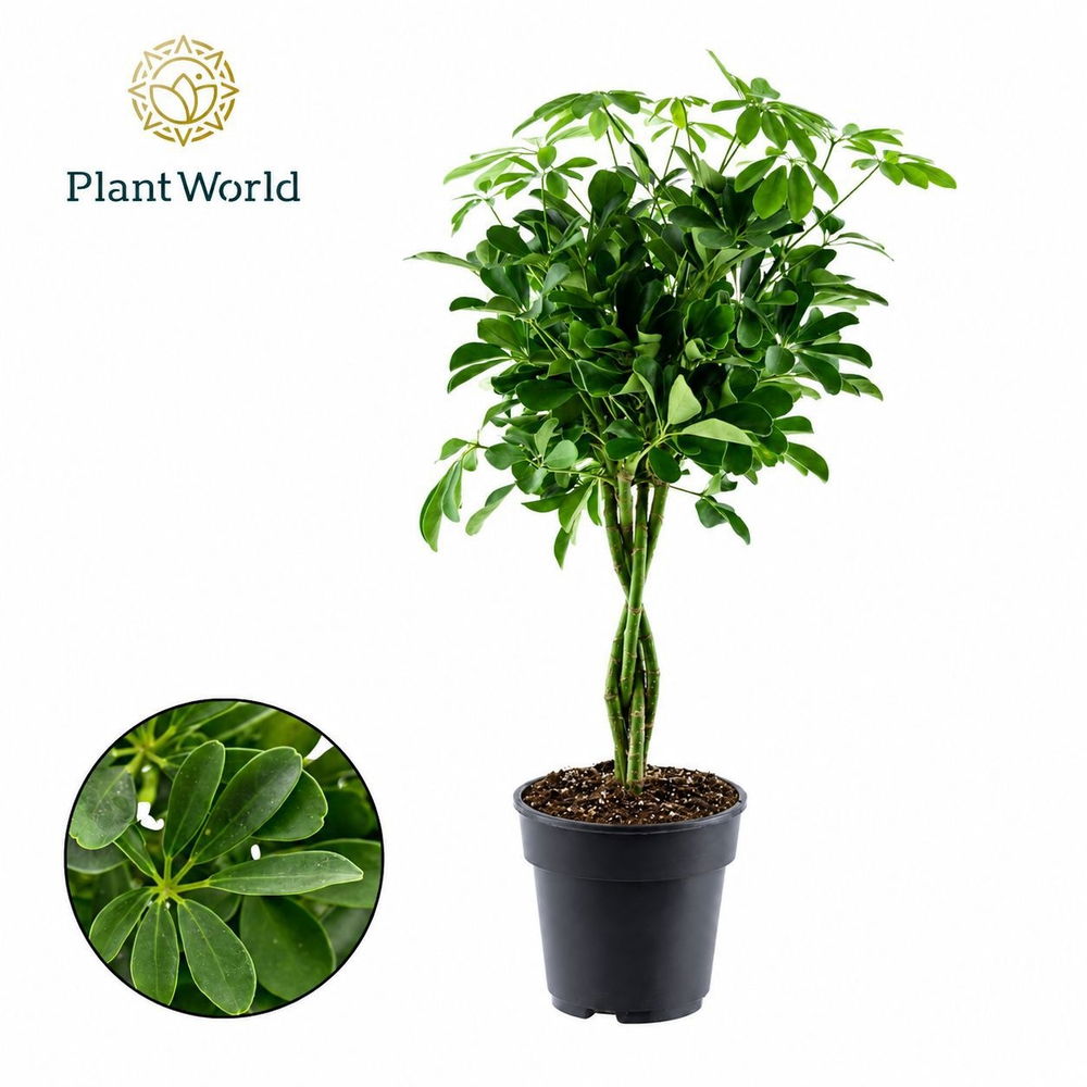 Schefflera Compacta (Nora) gevlochten stam.