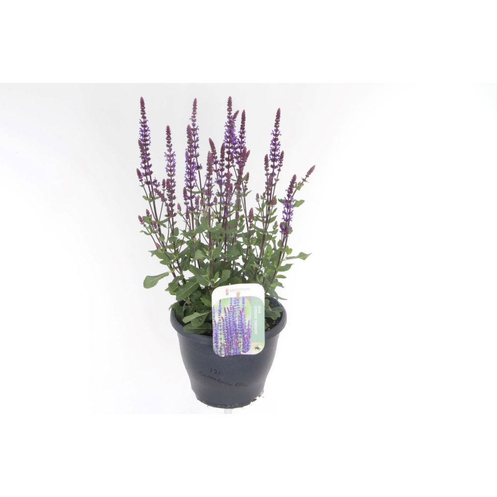 Salvia nemorosa Caradonna.