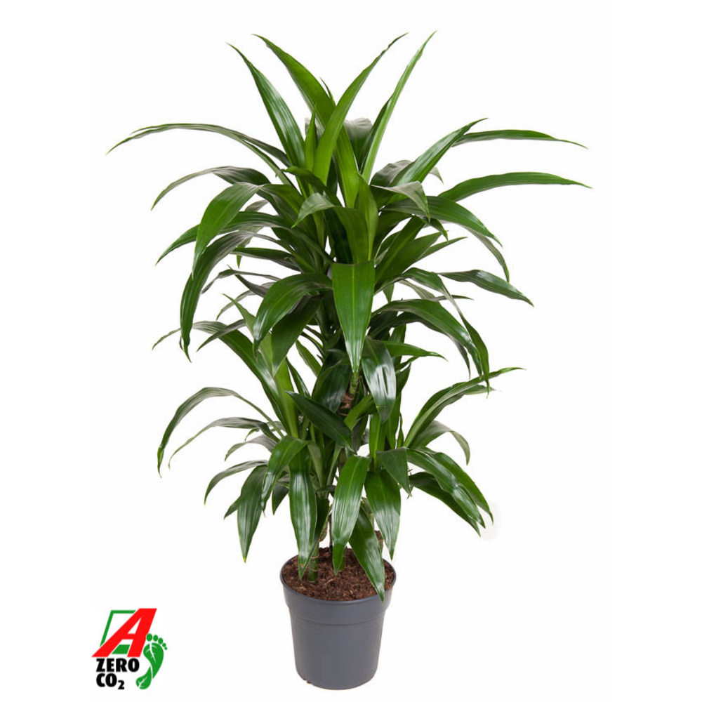 Dracaena Janet Craig 45-carrousel.