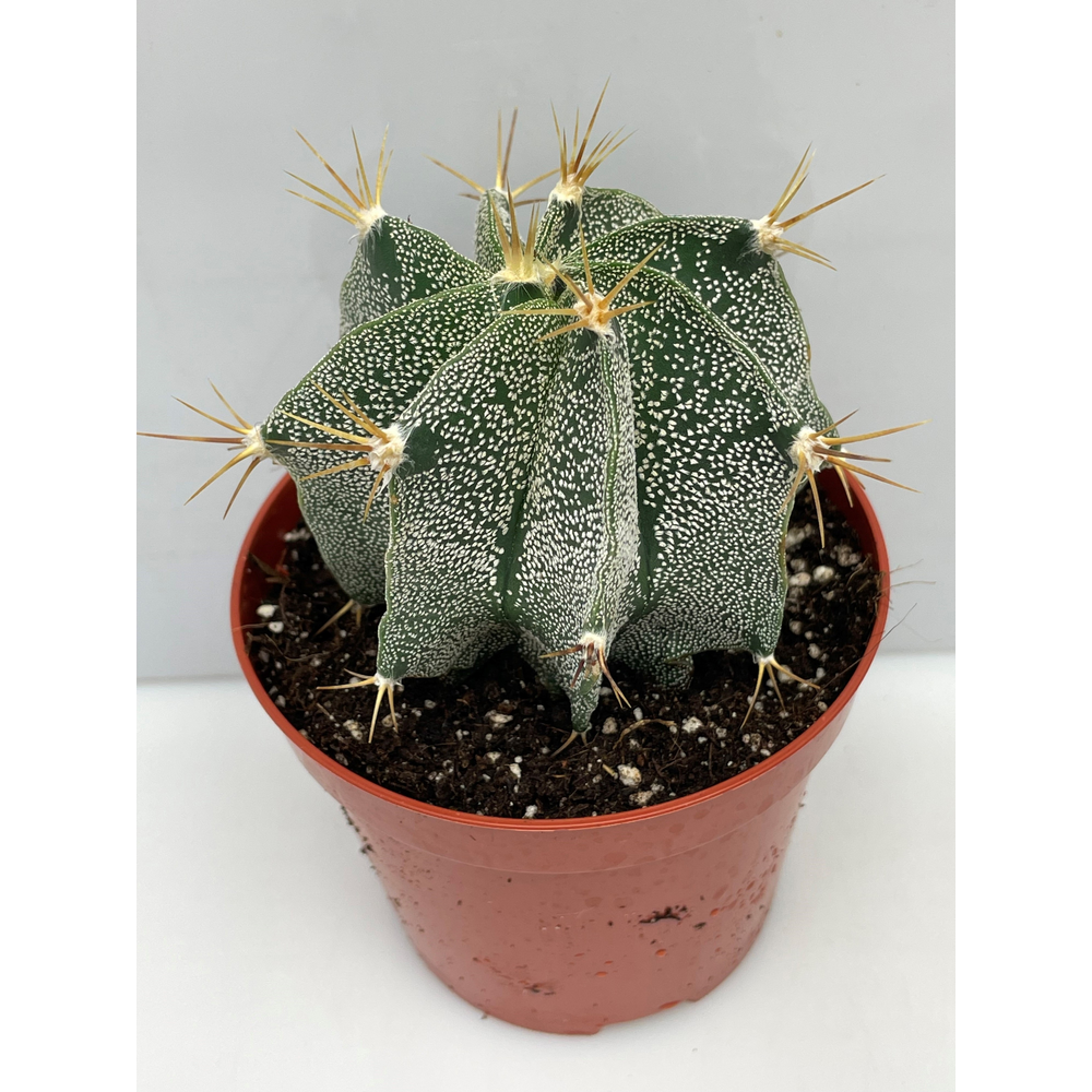 Astrophythum ornatum 10,5 cm.