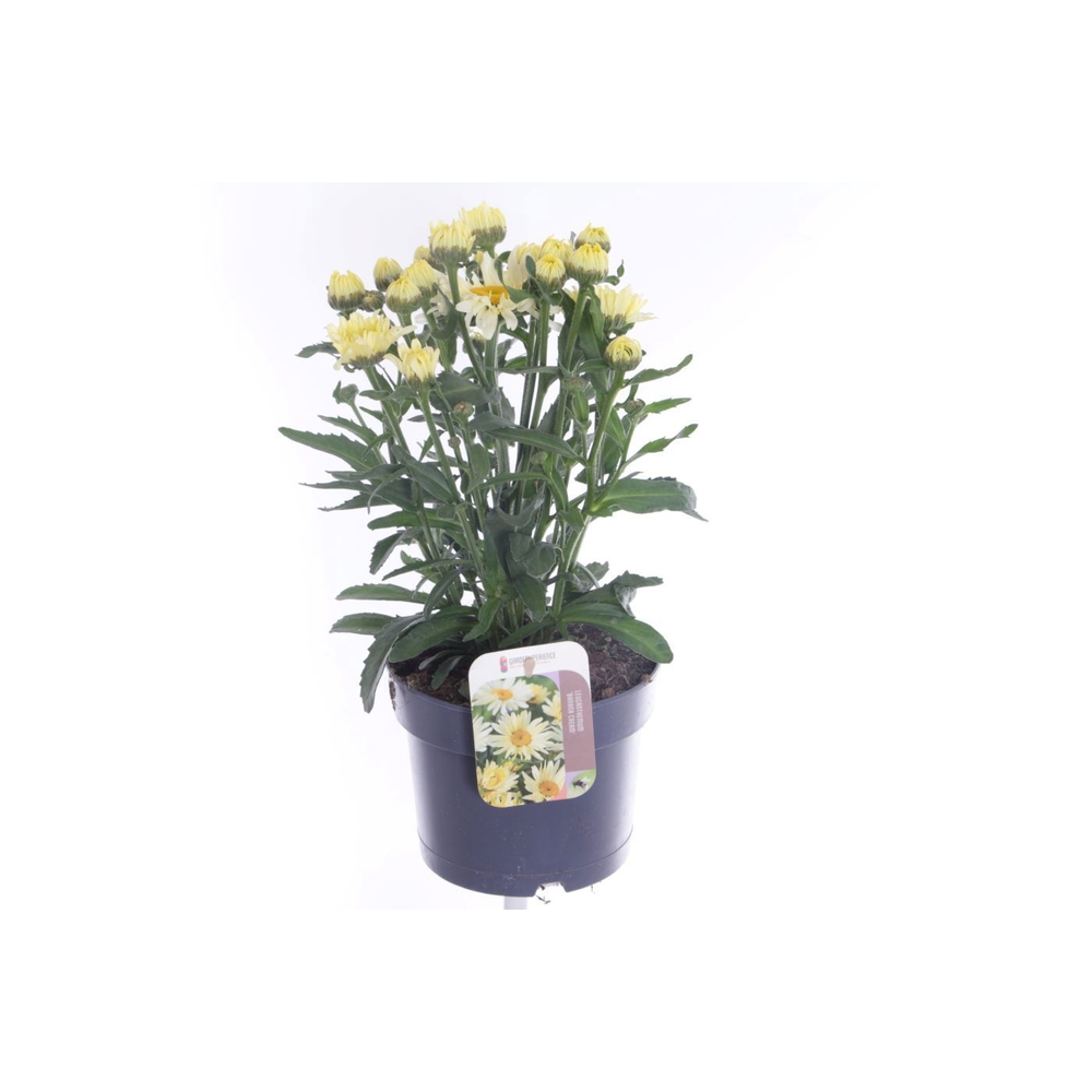 Leucanthemum Banana Cream.