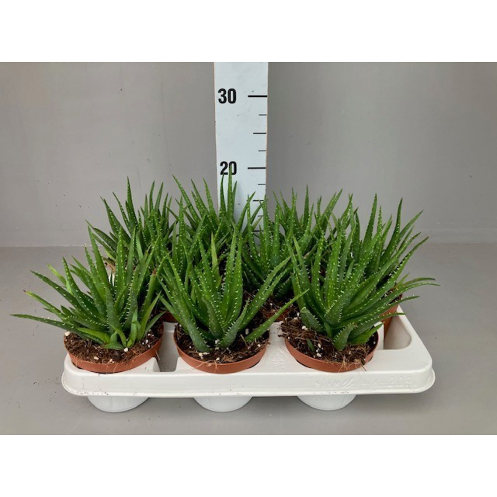 Aloe mitriformis.
