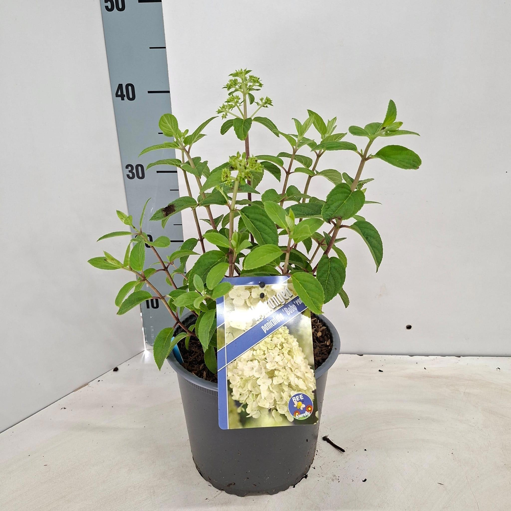 Hydrangea pan. Bobo® ('Ilvovo'PBR).