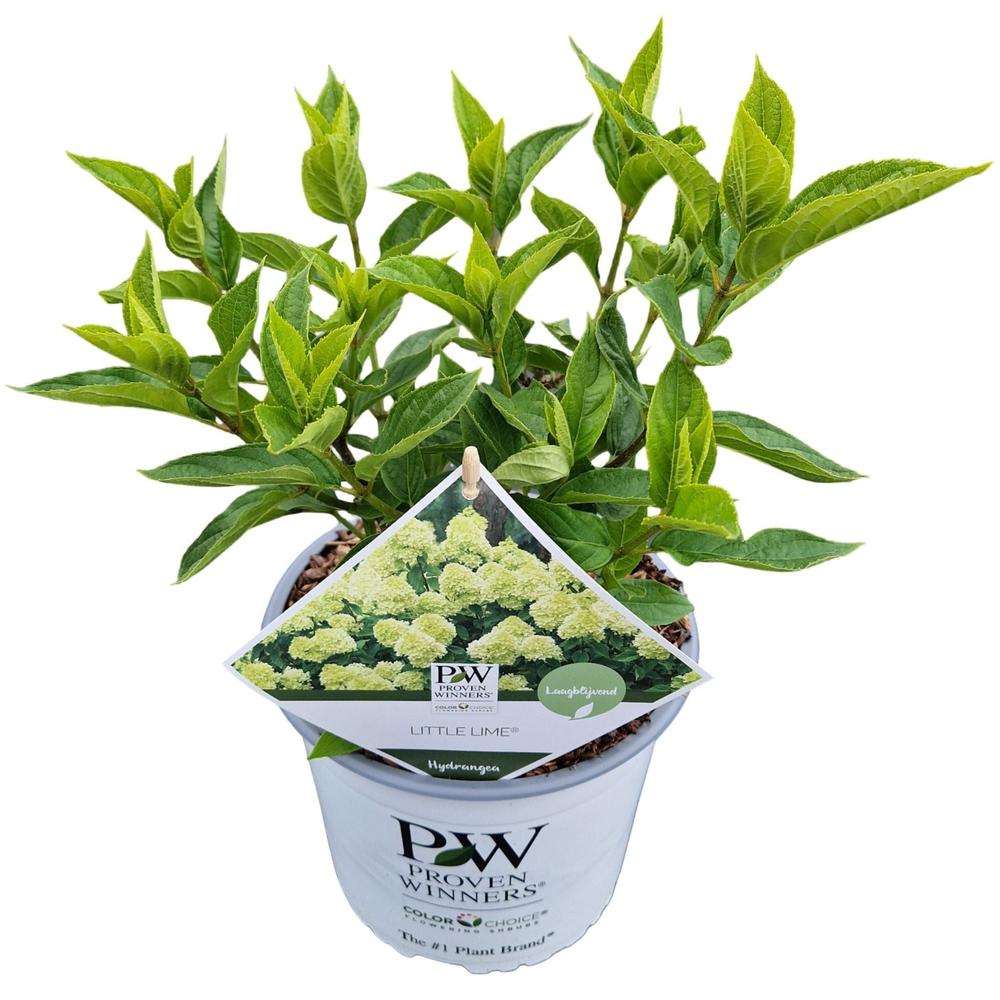 Hydrangea pan. Little Lime® ('Jane'PBR).