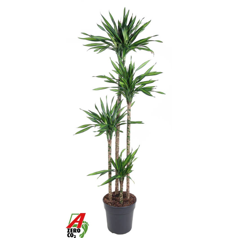 Dracaena Riki 120-90-60-30.