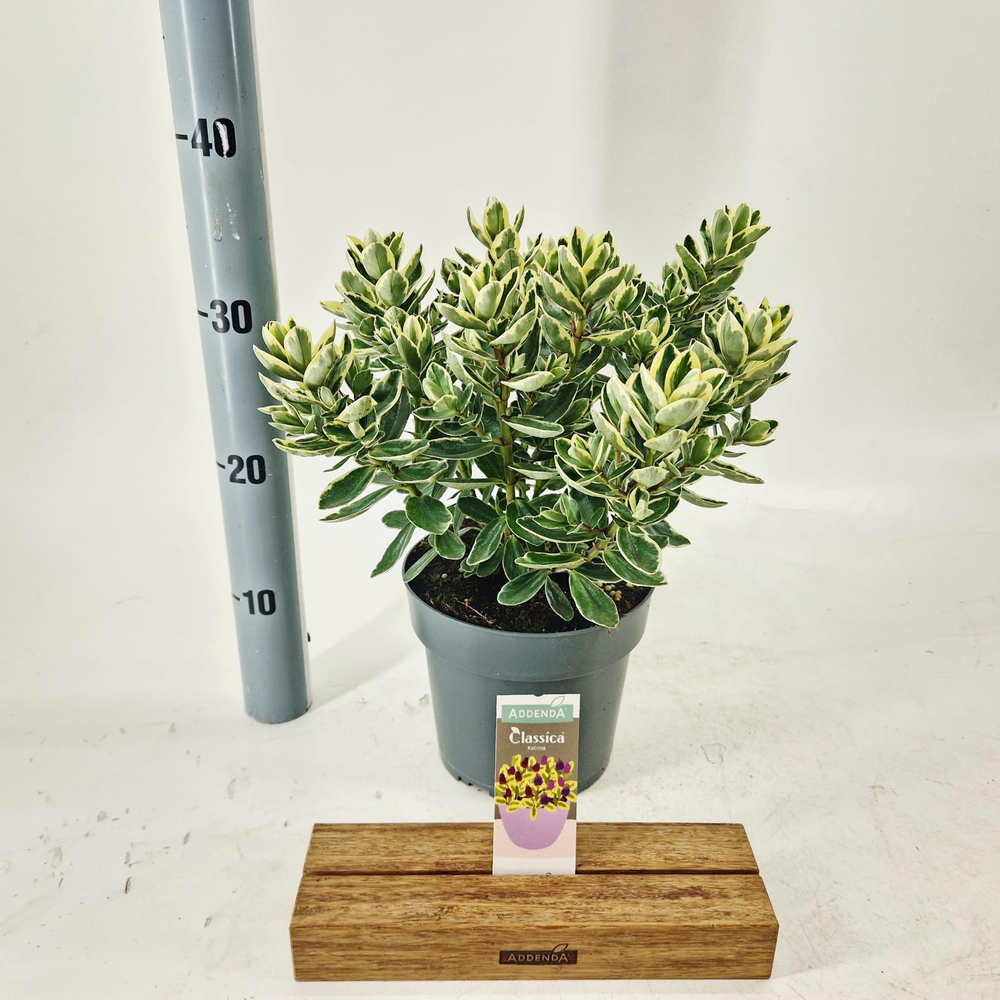 Hebe Classica® 'Katrina' (Addenda).