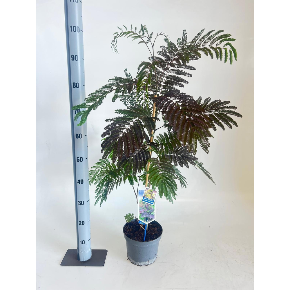 Albizia julibrissin 'Summer Chocolate' PBR.