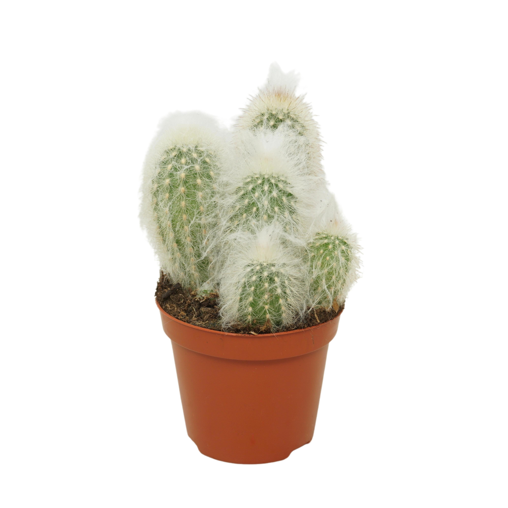 Pseudoespostoa melanostele 8,5 cm.