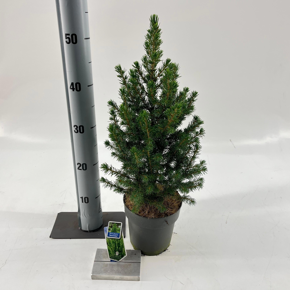 Picea gl. 'Conica' December.