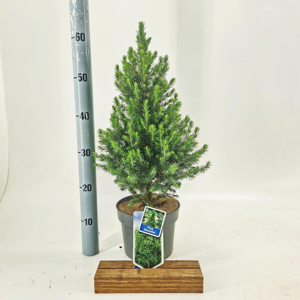 Picea gl. 'Conica' December.