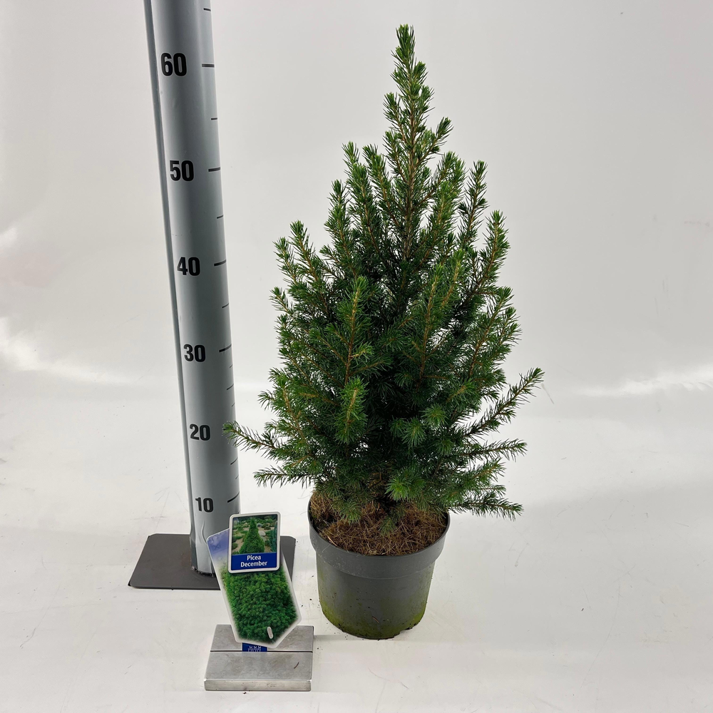 Picea gl. 'Conica' December.