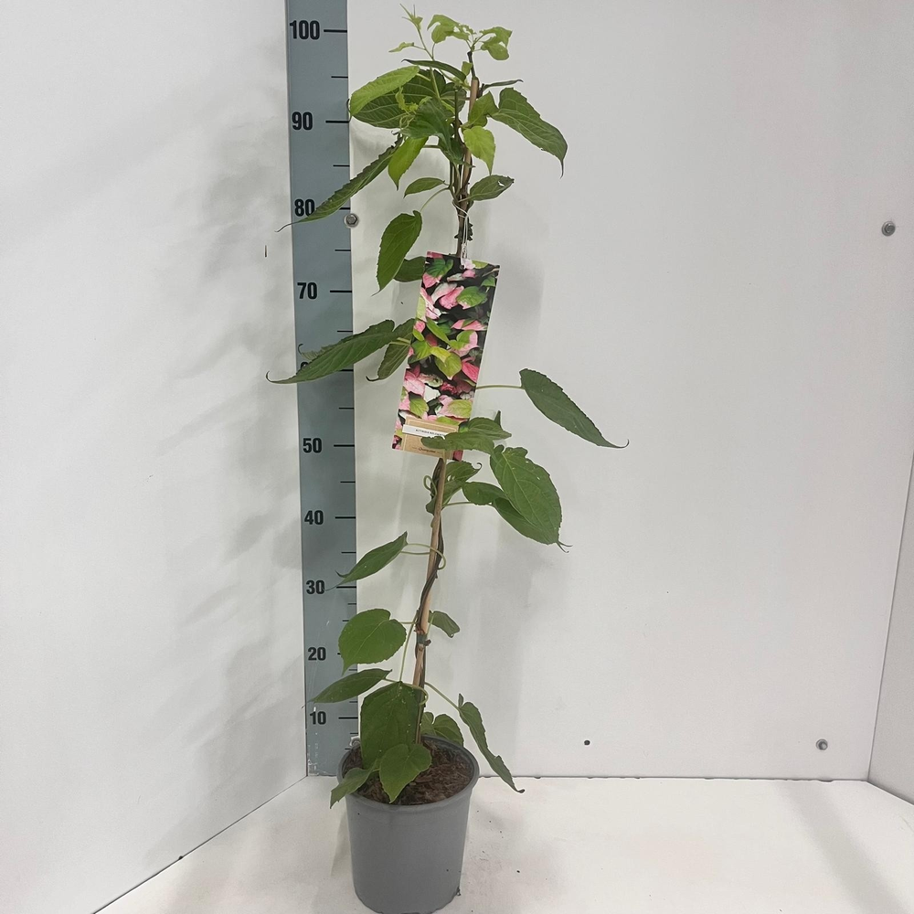Actinidia kolomikta.