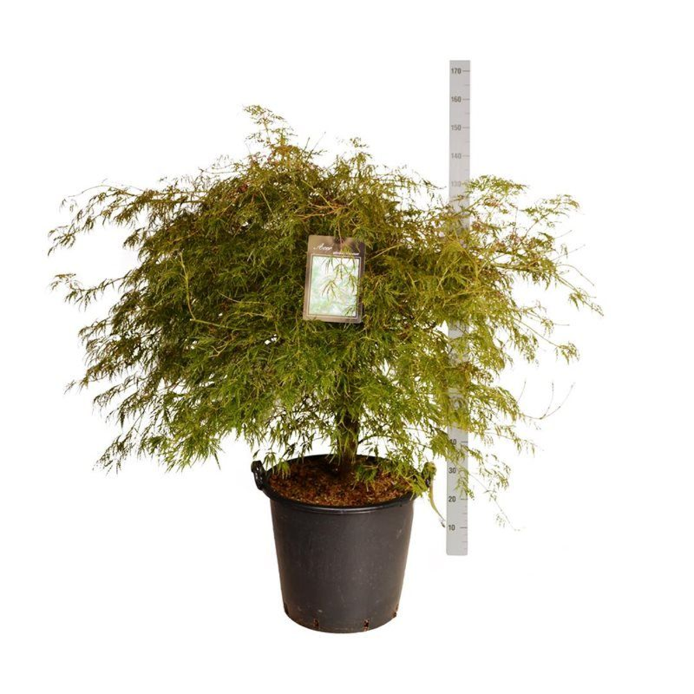 Acer pal. 'Dissectum'.