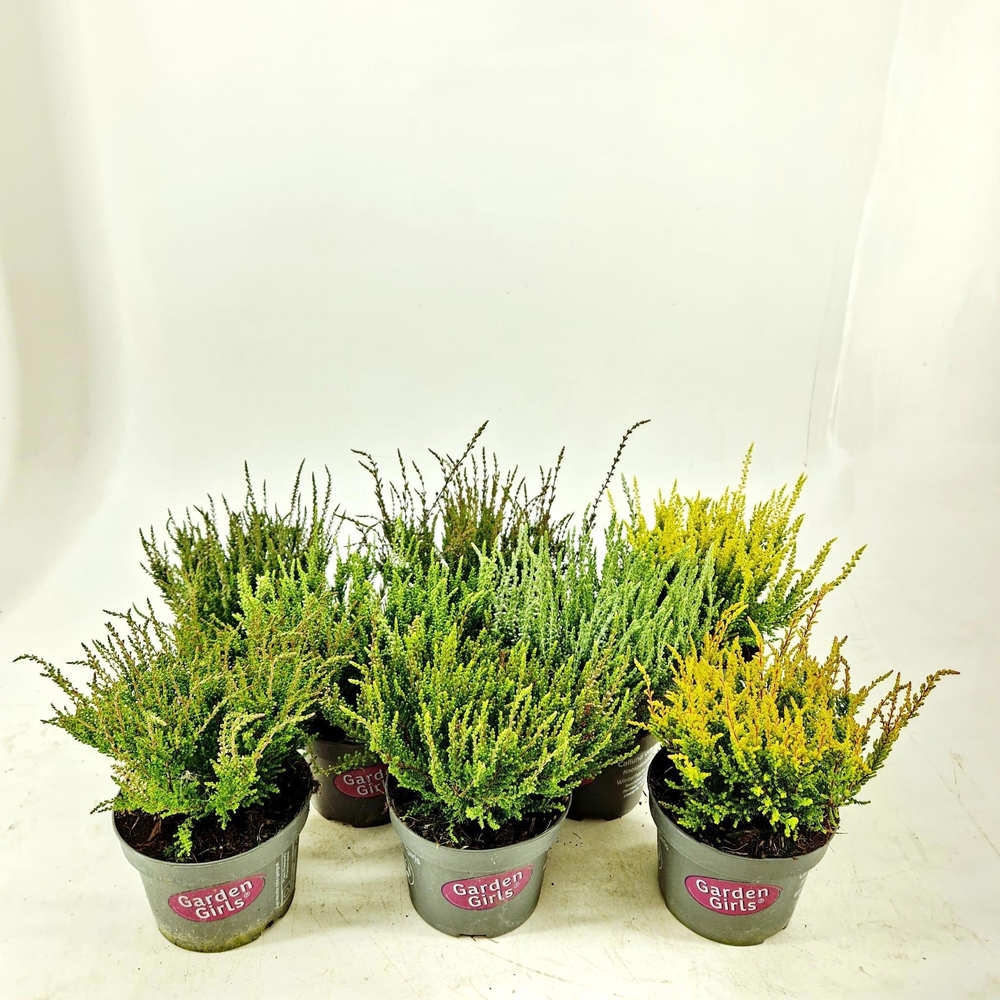 Calluna vulgaris Garden Girls mix P13 (minimum ord.