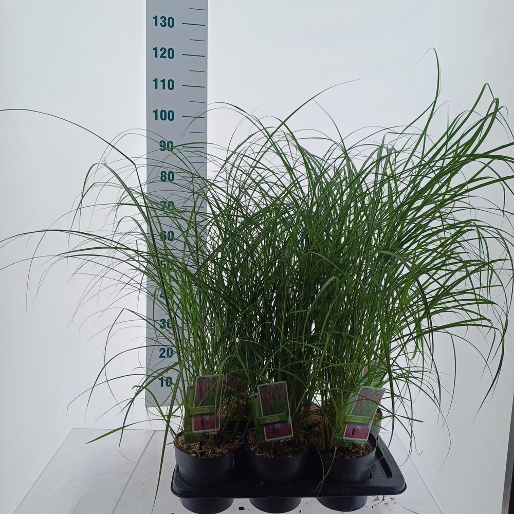 Miscanthus sin. 'Red Chief'.