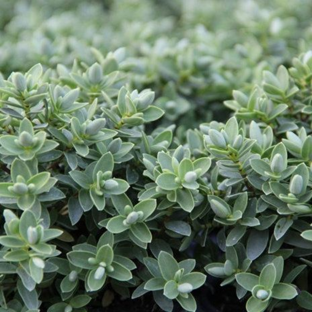 Hebe 'Cobb Vally'.