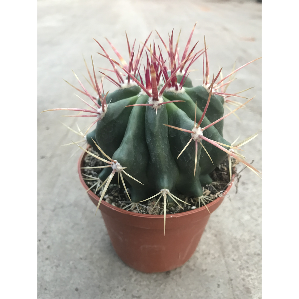Ferocactus pilosus 10,5 cm.
