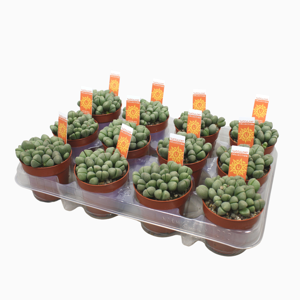 Levende stenen 8,5 cm pleiospilos nellii met etike.