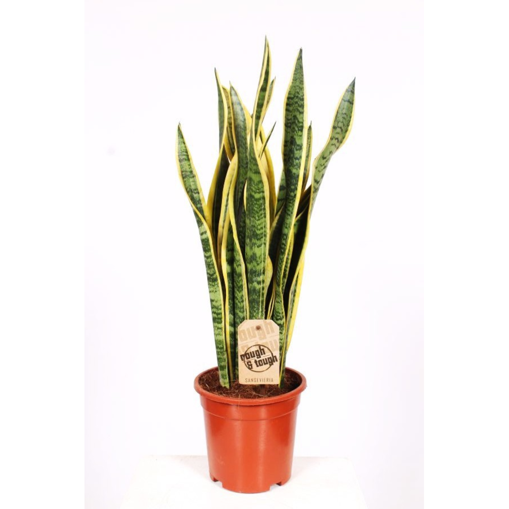 Sansevieria Laurentii.