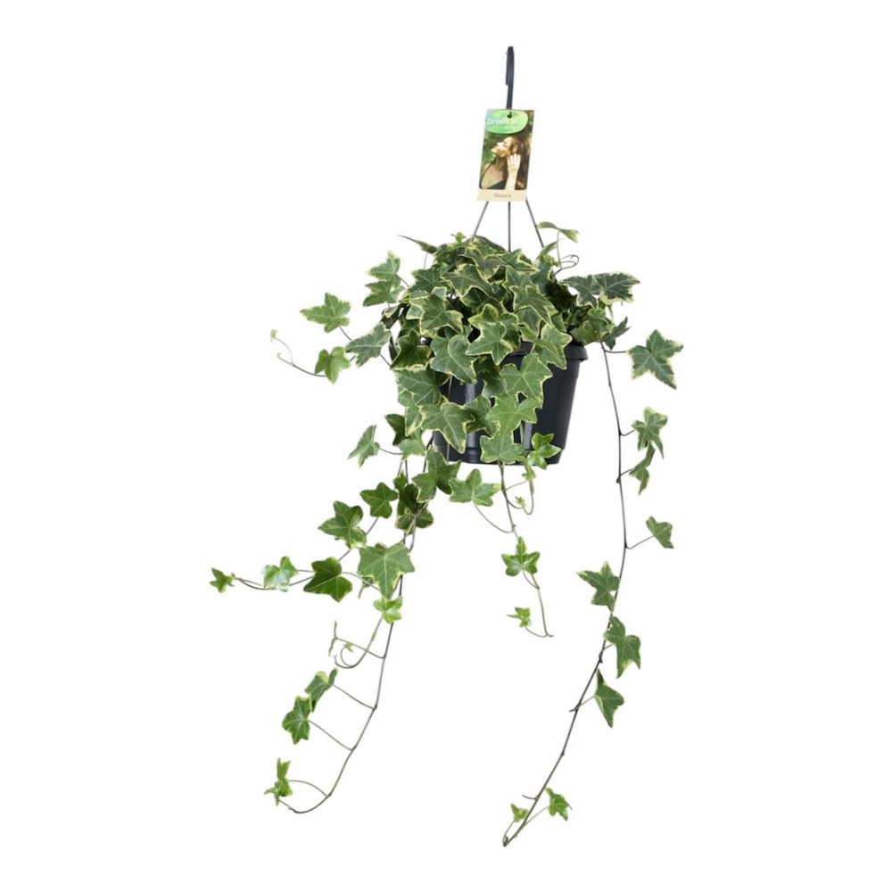 Hedera helix geelbont - hangpot wit / basic.