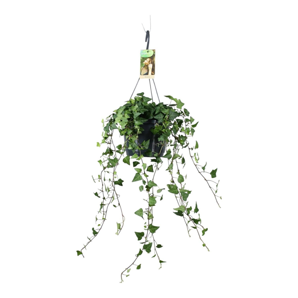 Hedera helix groen - hangpot wit / basic.