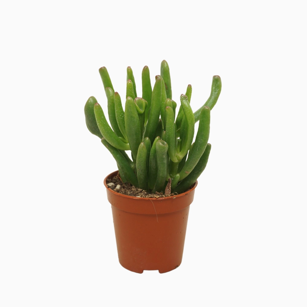 Crassula gollum 5,5 cm.