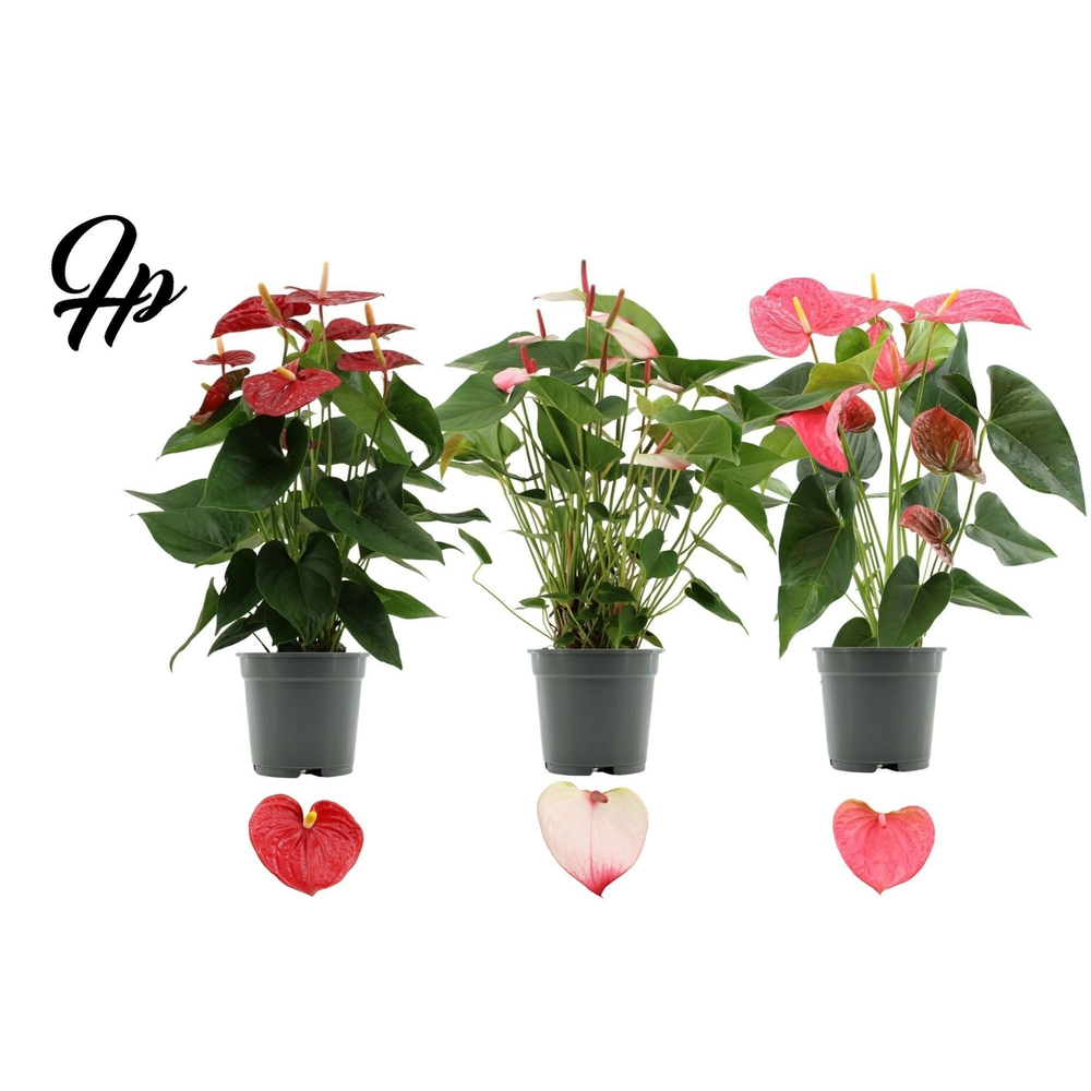 Anthurium 4 color mix in transparant sleeve.