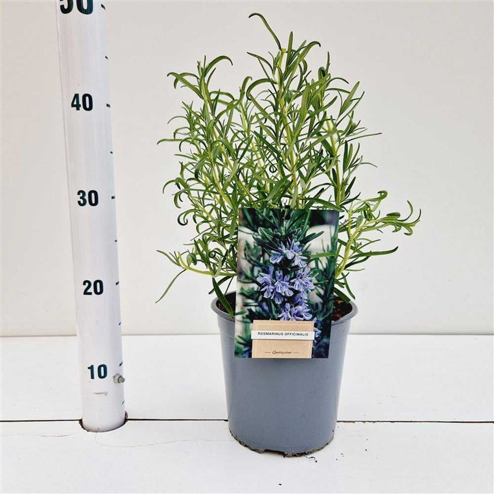 Rosmarinus officinalis.
