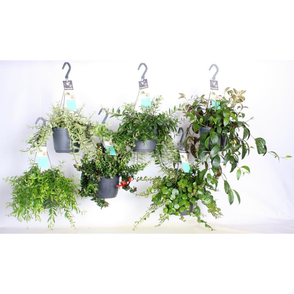 Aeschynanthus groen gemengd.
